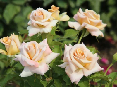 Характеристики розы Пьер де Ронсар